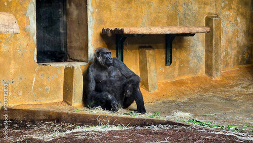 The Majestic Gorilla in Captivity A Beautiful Animal Displaying Calm and Gentle Behavior photo