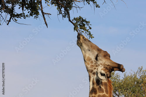 Photography Giraffe / Giraffe / Giraffa camelopardalis