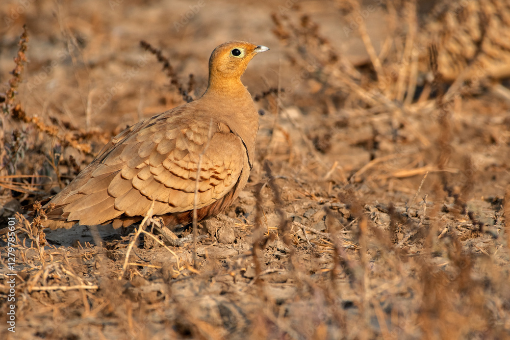 Chestnut-Bellied Sandgrouse at Little Rann of Kutch