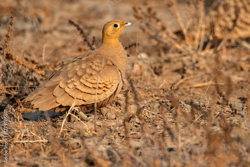 Obraz na płótnie Chestnut-Bellied Sandgrouse at Little Rann of Kutch w salonie