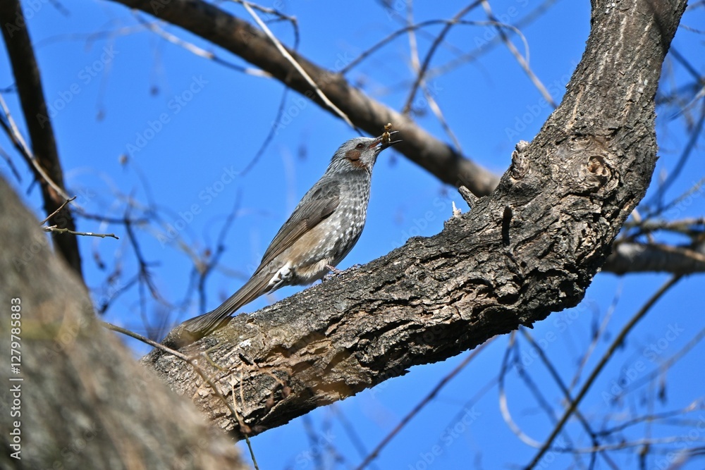 A Brown-eared Bulbul. A wild bird of the Passeriformes Pycnonotidae Hypsipetes. It has a high-pitched cry and feeds on fruit and flower nectar. A Brown-eared Bulbul. A wild bird of the Passeriformes Pycnonotidae Hypsipetes. It has a high-pitched cry and feeds on fruit and flower nectar.