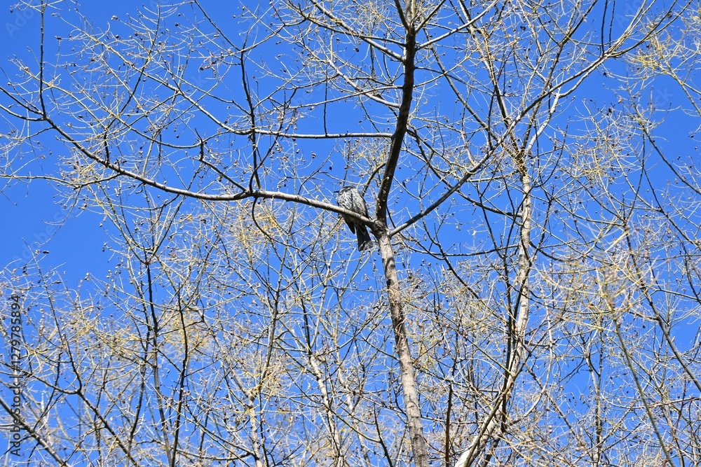A Brown-eared Bulbul. A wild bird of the Passeriformes Pycnonotidae Hypsipetes. It has a high-pitched cry and feeds on fruit and flower nectar. A Brown-eared Bulbul. A wild bird of the Passeriformes Pycnonotidae Hypsipetes. It has a high-pitched cry and feeds on fruit and flower nectar.