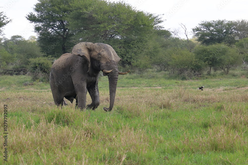 Obraz premium Afrikanischer Elefant im Schlamm / African elephant in the mud / Loxodonta africana