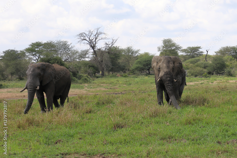 Fototapeta premium Afrikanischer Elefant im Schlamm / African elephant in the mud / Loxodonta africana