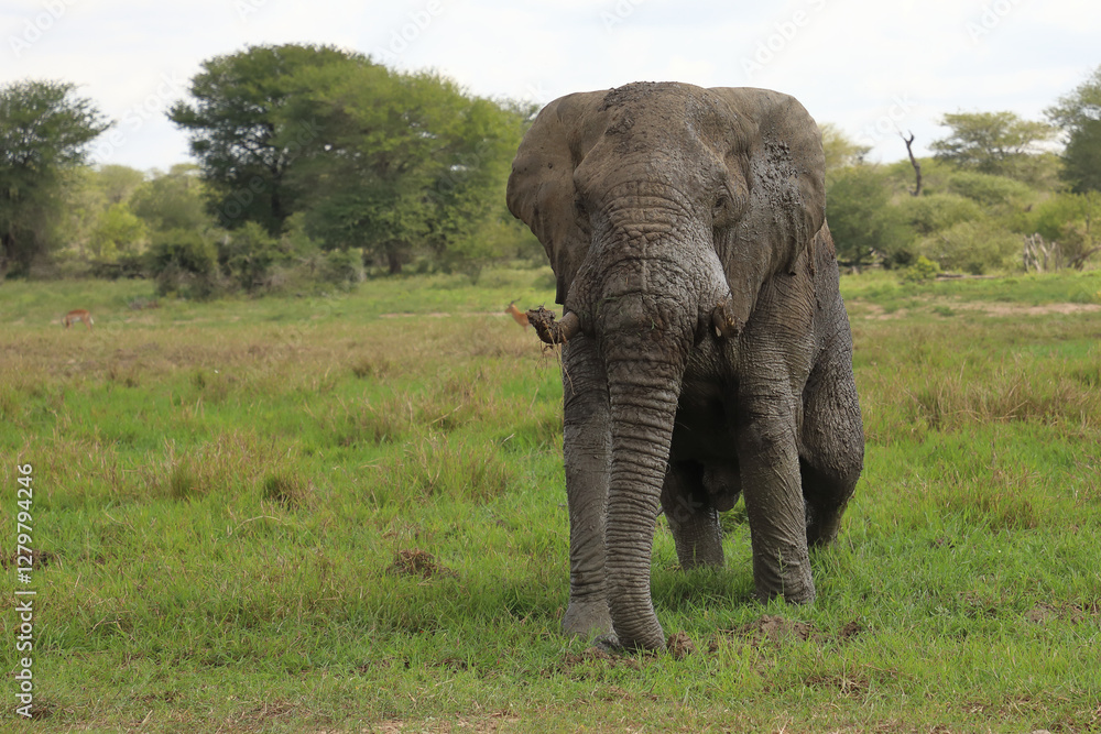 Obraz premium Afrikanischer Elefant / African elephant / Loxodonta africana