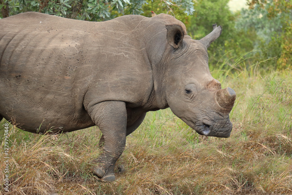 Naklejka premium Breitmaulnashorn / Square-lipped rhinoceros / Ceratotherium simum.