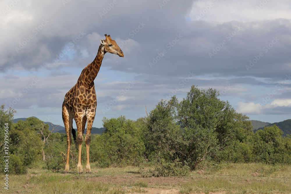 Αυτοκόλλητο Giraffe / Giraffe / Giraffa camelopardalis