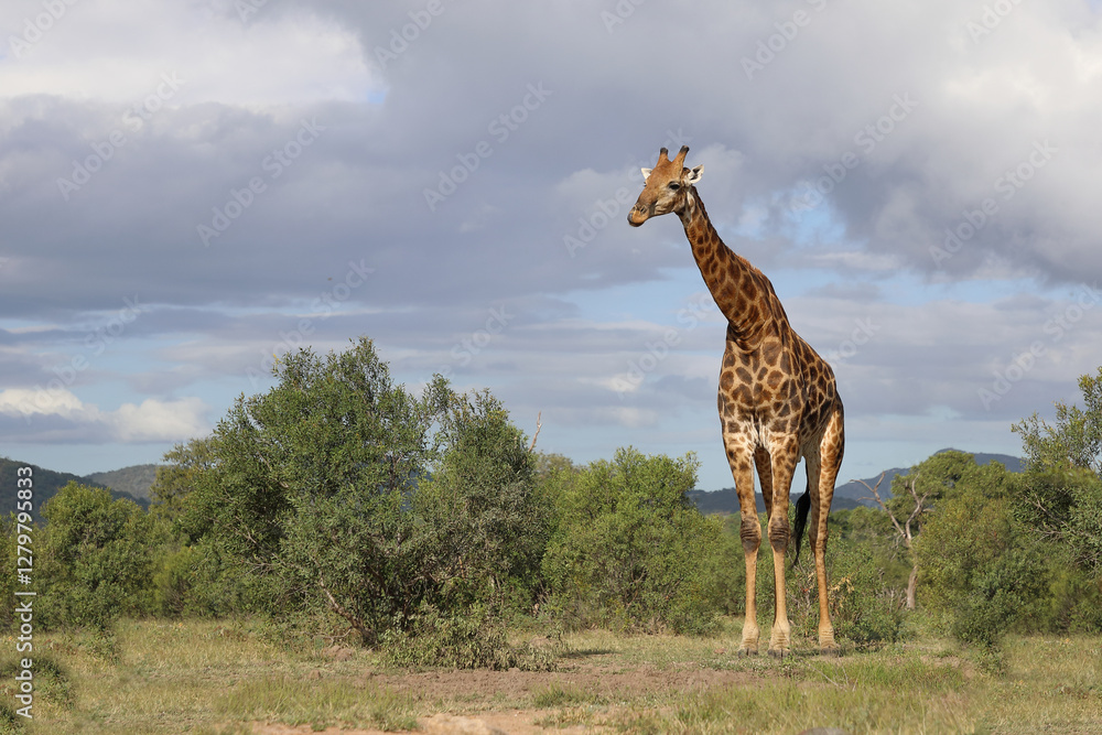 Naklejka premium Giraffe / Giraffe / Giraffa camelopardalis