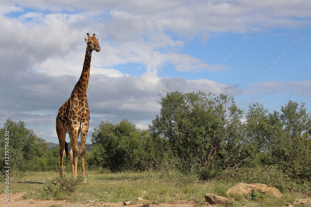 Foto Giraffe / Giraffe / Giraffa camelopardalis