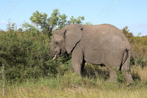 Afrikanischer Elefant   African elephant   Loxodonta africana
