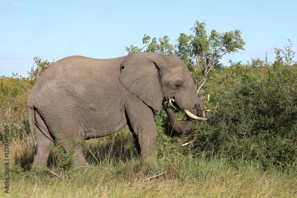 Afrikanischer Elefant / African elephant / Loxodonta africana Afrikanischer Elefant / African elephant / Loxodonta africana