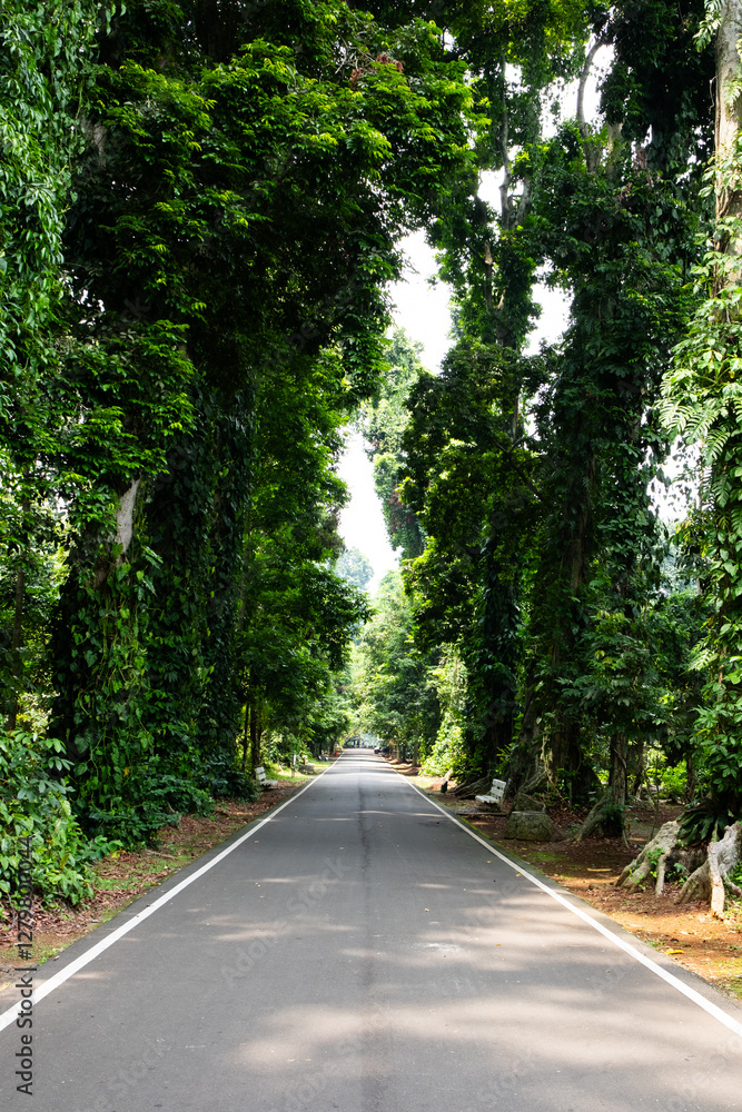 A wide, empty road lined with large trees on both sides, creating a scenic and serene atmosphere that symbolizes a long journey ahead A wide, empty road lined with large trees on both sides, creating a scenic and serene atmosphere that symbolizes a long journey ahead