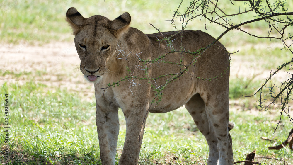 Naklejka premium The Graceful Lioness, a Majestic Presence in her Natural African Habitat, Roams Freely Tarangire National Park Tanzania Africa