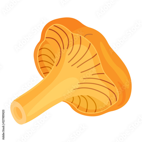 Chanterelle mushrooms 004