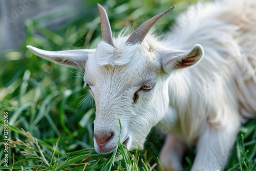 Ultra Hd Picture of Closeup White Goat Eating Grass photo