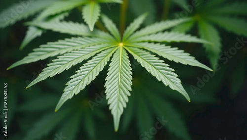 Marijuana Leaves: Cannabis Close-up of Marijuana Leaves: A Natural Herb in Focus
