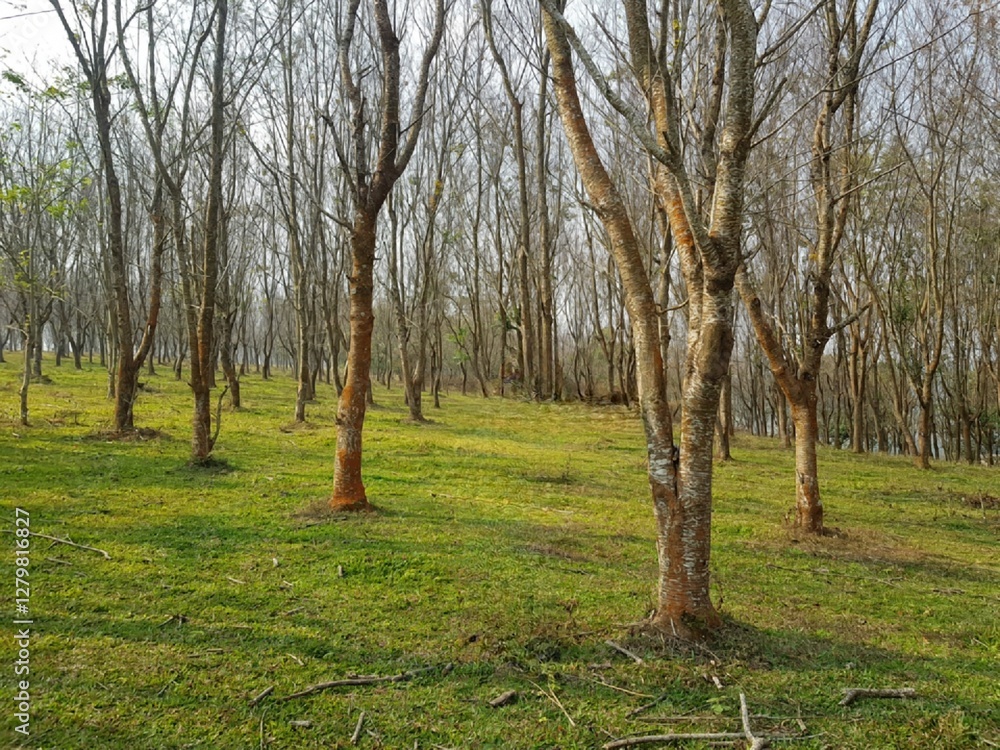 trees in the forest trees in the forest