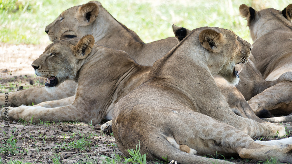 Naklejka premium Majestic Lions Are Seen Relaxing Peacefully Under the Cooling Shade of the Vast Savanna Landscape Tarangire National Park Tanzania Africa