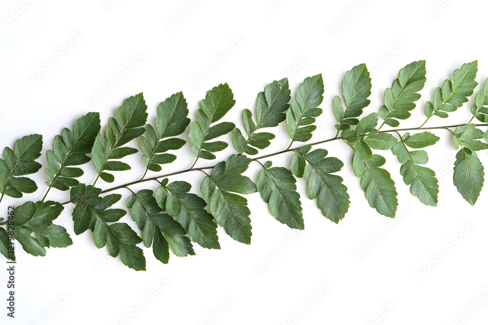 Fototapeta premium Green Branch with Leaves on White