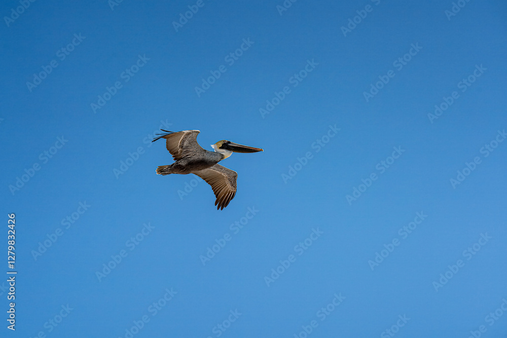 Obraz premium Pelican in flight
