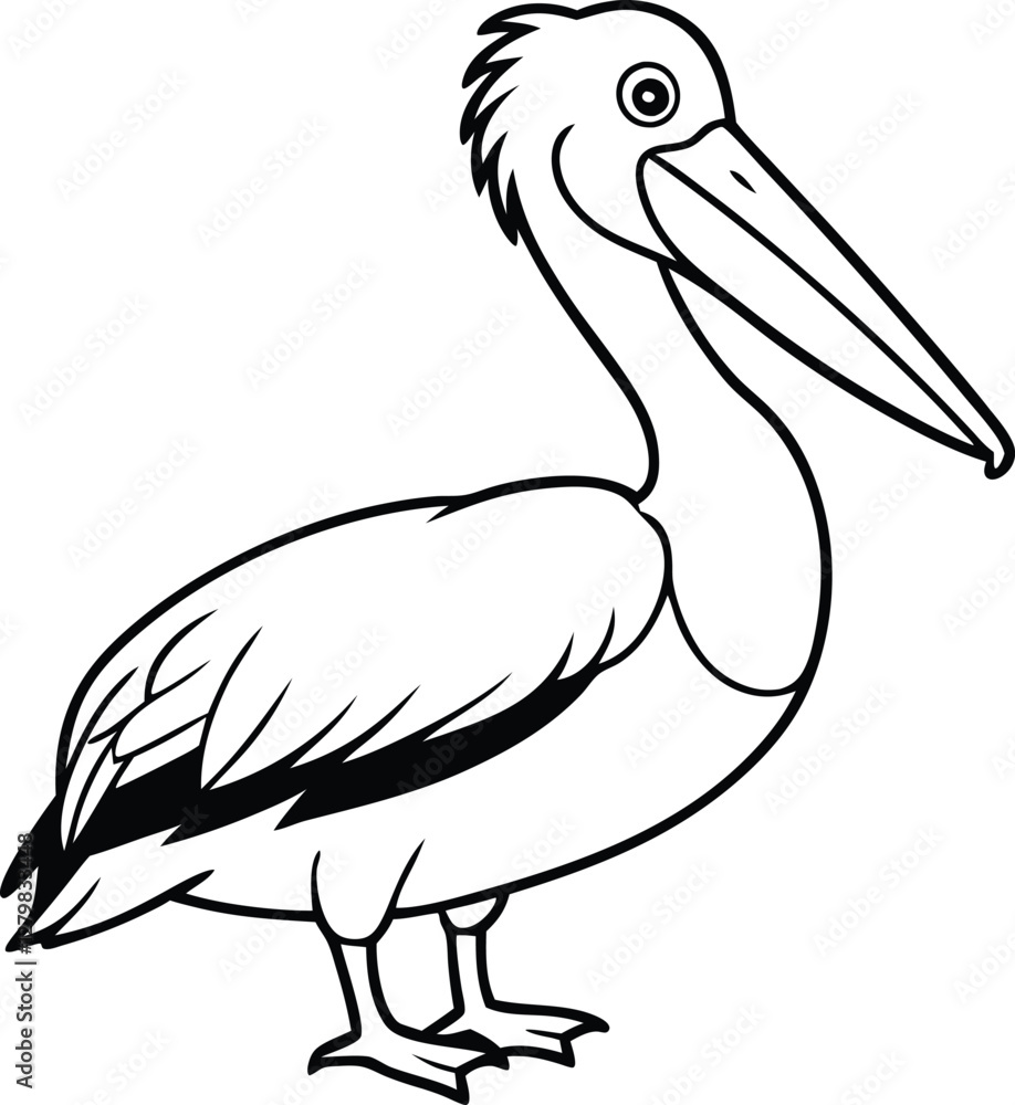 Fototapeta premium Dalmatian Pelican Pelecanus crispus in front of a white background vector art illustration