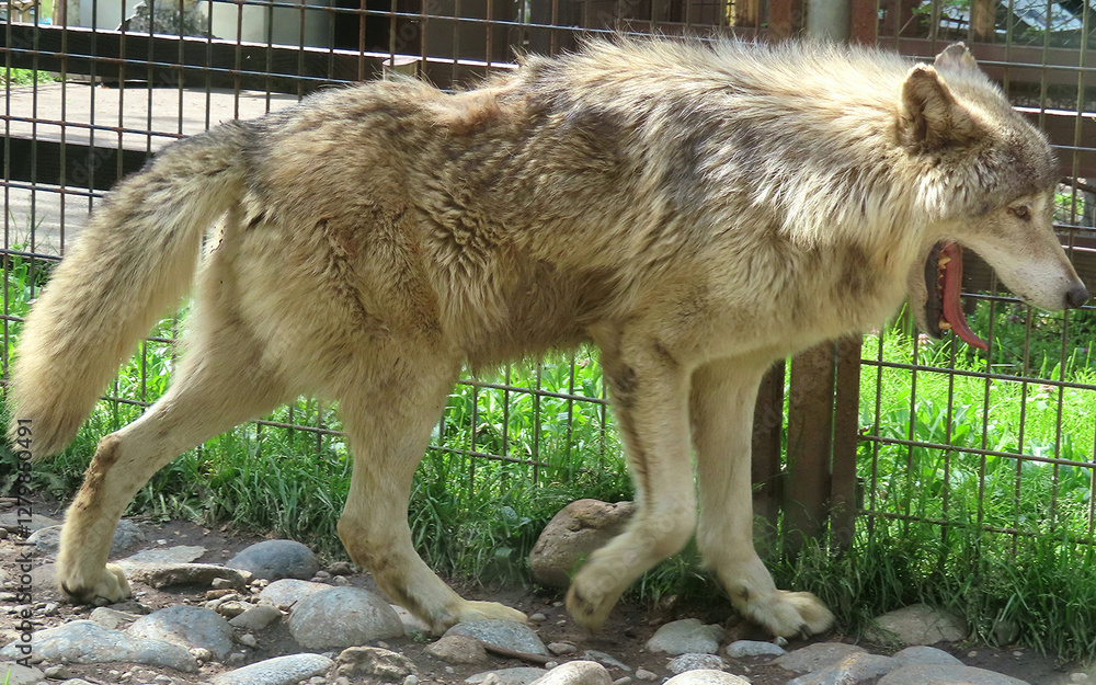 Obraz premium wolf