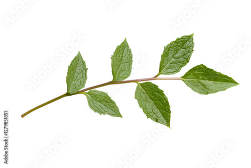 Leafy green plant with a stem, isolated