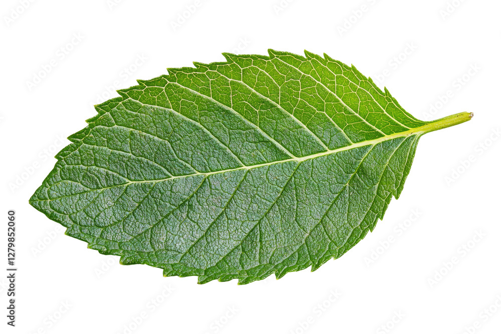 Leaf is shown in its natural form, with a white background, isolated Leaf is shown in its natural form, with a white background, isolated