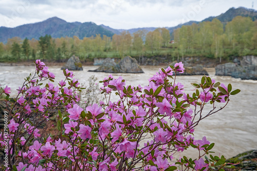 Rhododendron dauricum bushes with flowers near altai river Katun in the morning light photo