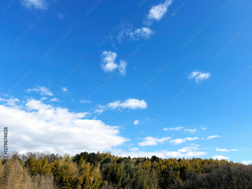 木々と爽やかな青空