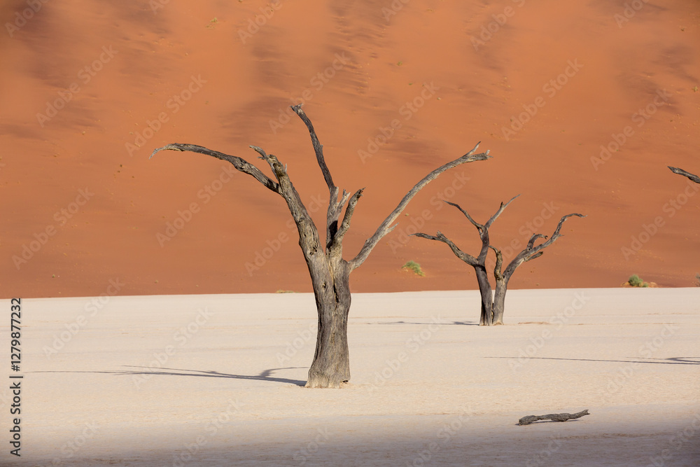 Tree Skeletons and Red Dune in Namib Desert Tree Skeletons and Red Dune in Namib Desert