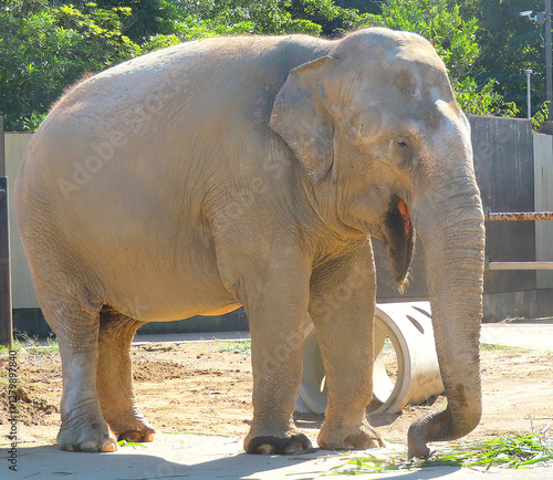 elephant photo