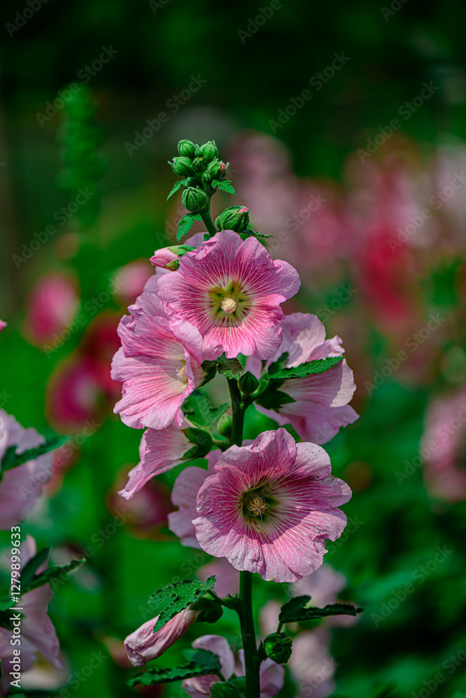 Fototapeta premium Hollyhock flower lovely tender with nice bokeh or blur background
