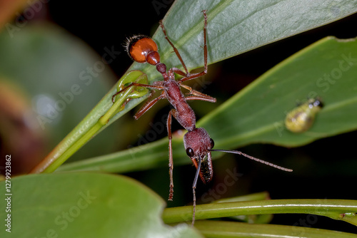 Black-scaped Bull Ant (Myrmecia nigriscapa) - Top View on Branch photo