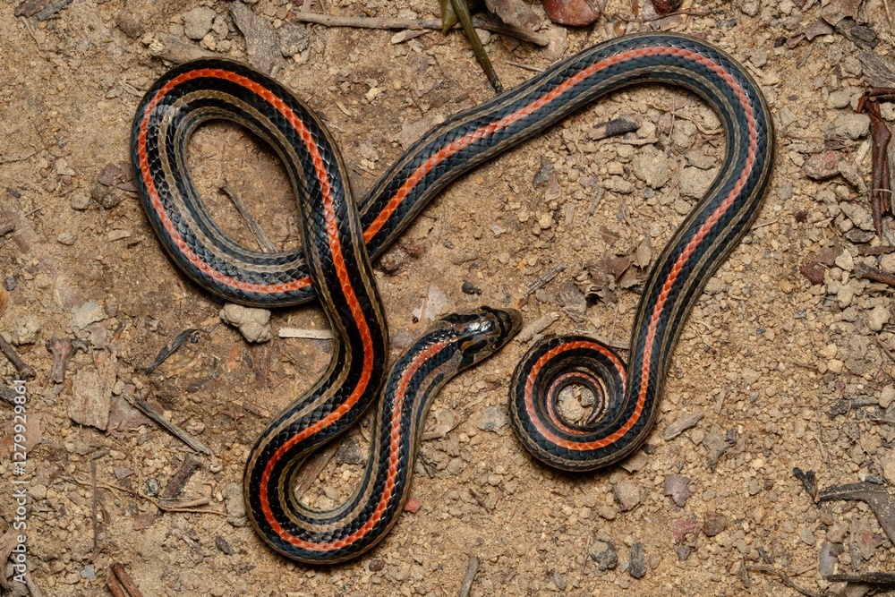 Striped Kukri Snake coiled up nicely Striped Kukri Snake coiled up nicely