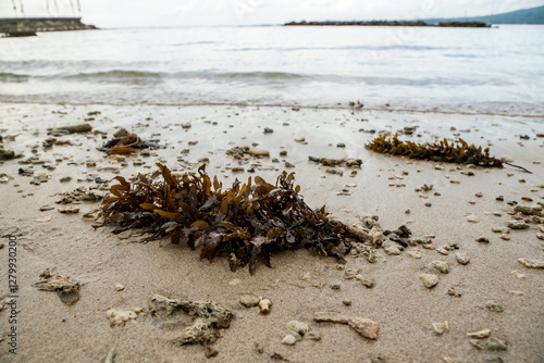 Brownish seaweed, Sargassum, washed up on the beach photo