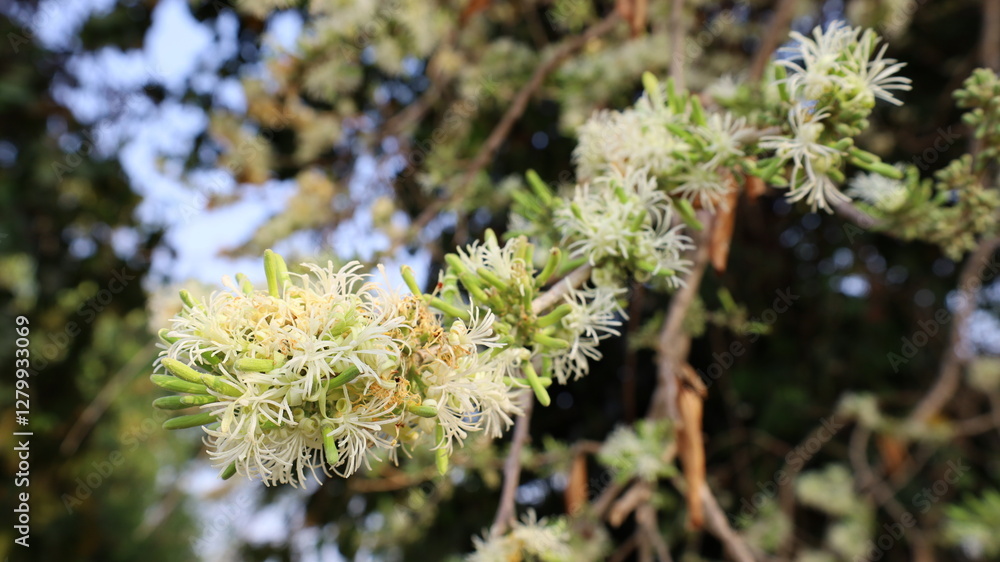 Bouquet of Ankota flowers on a branch. Group of Ankota (Alangium salviifolium (L.f.) Wangerin) flowers with green buds and white blooms on the stem on a green tree background with focus. Bouquet of Ankota flowers on a branch. Group of Ankota (Alangium salviifolium (L.f.) Wangerin) flowers with green buds and white blooms on the stem on a green tree background with focus.