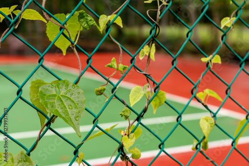 A climbing plant growing on the fence of a tennis court, appearing wet after a heavy rain a concept of a rain soaked tennis court