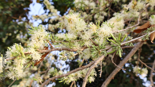 Ankota flower cluster on branch. Group of Ankota (Alangium salviifolium (L.f.) Wangerin) flowers with green buds and white blooming flowers on tree on green tree background with selective focus.
Minim photo