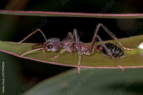 Wallpaper Mural Australian Red Bull Ant (Myrmecia simillima) Side View on Leaf Torontodigital.ca