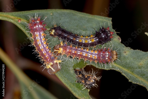 Emperor Gum Moth (Opodiphthera eucalypti) Larvae photo