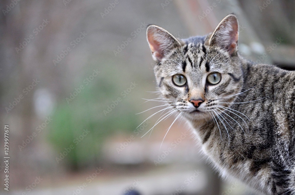 A horizontal portrait of a brown tabby cat with green eyes looking at the camera A horizontal portrait of a brown tabby cat with green eyes looking at the camera