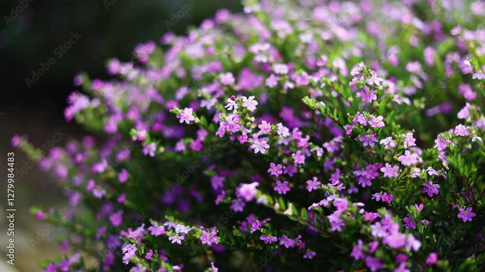A Lush Cluster of Blooming Purple Wildflowers in Nature A Lush Cluster of Blooming Purple Wildflowers in Nature