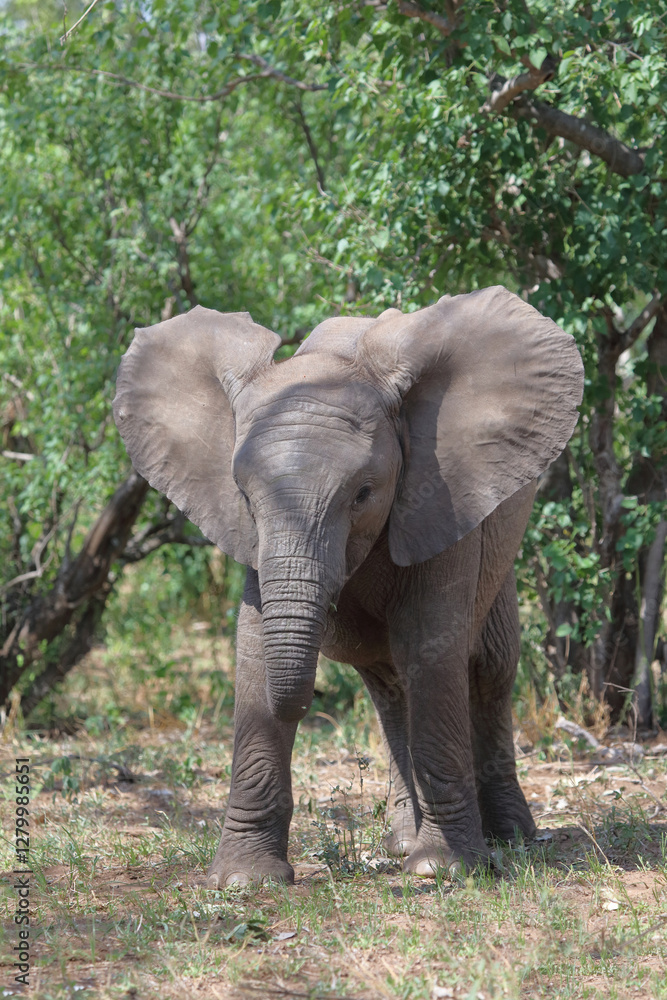 Fototapeta premium Afrikanischer Elefant / African elephant / Loxodonta africana