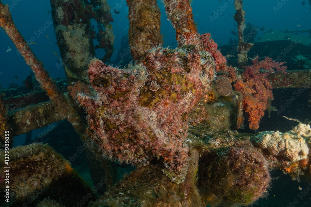 Fototapeta premium Frog fish in the Red Sea Colorful and beautiful, Eilat Israel