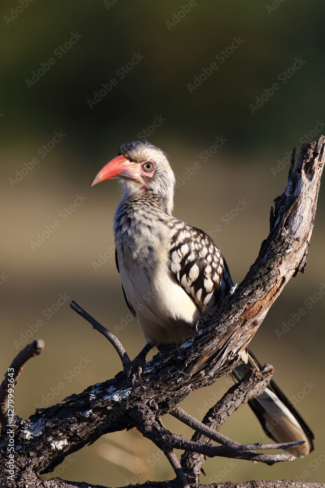 Rotschnabeltoko / Red-billed hornbill / Tockus erythrorhynchus Rotschnabeltoko / Red-billed hornbill / Tockus erythrorhynchus