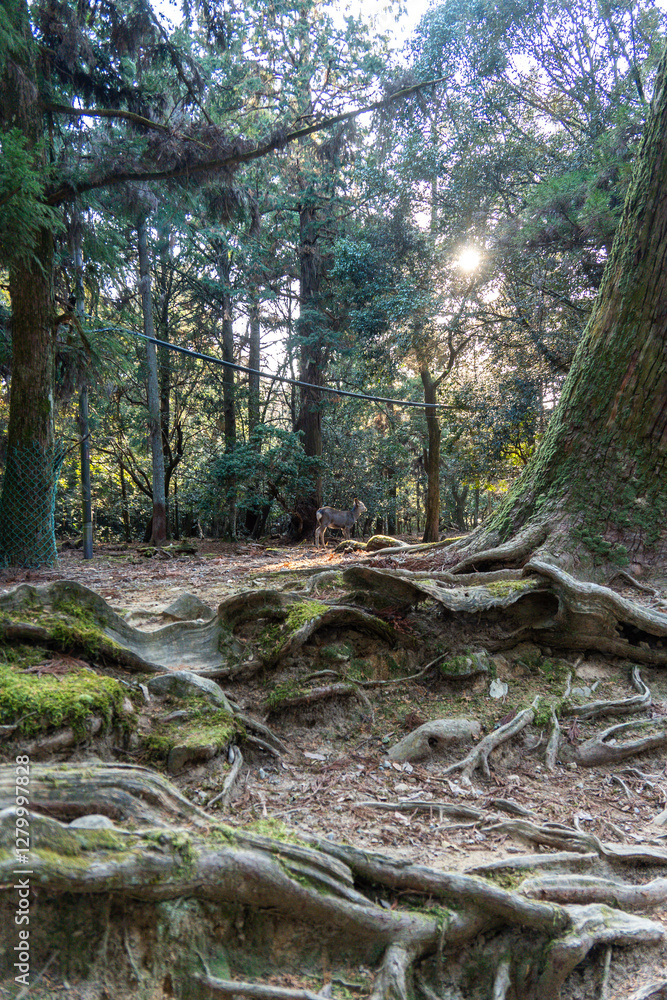 Naklejka premium Ancient roots intertwine with the forest floor in Kyoto, revealing nature's resilience at dusk