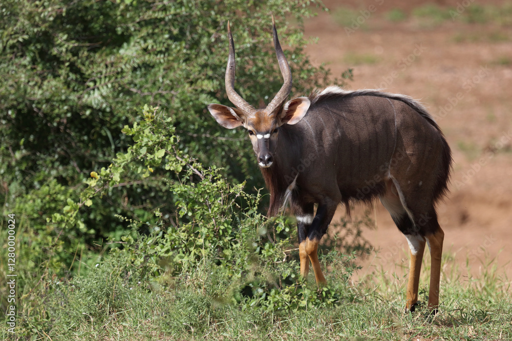 Fototapeta premium Nyala / Nyala / Tragelaphus angasii.