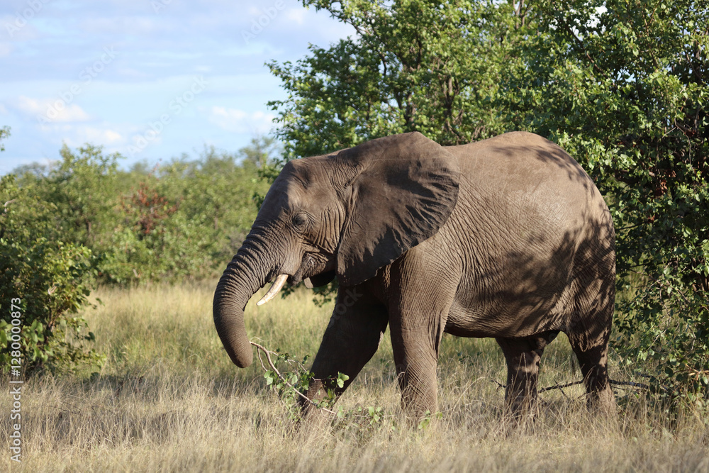 Fototapeta premium Afrikanischer Elefant / African elephant / Loxodonta africana