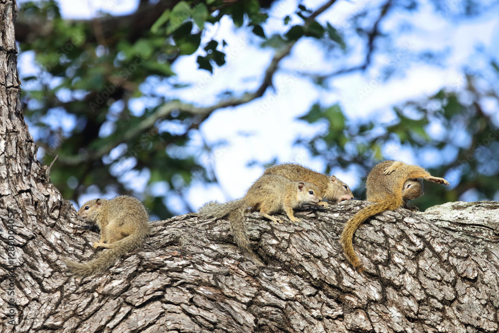 Obraz premium Ockerfußbuschhörnchen / Tree squirrel / Paraxerus cepapi